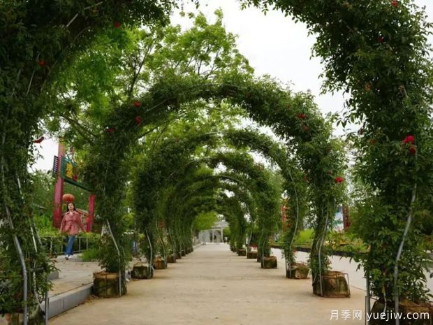 淮南焦崗湖月季花會，正是一年好風(fēng)景(圖1)