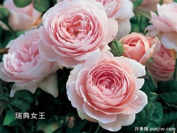 推薦9個(gè)經(jīng)典月季品種，新老花友入月季坑必選(圖4)