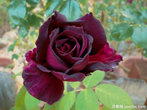 推薦15個黑色月季品種，高貴神秘有個性(圖3)
