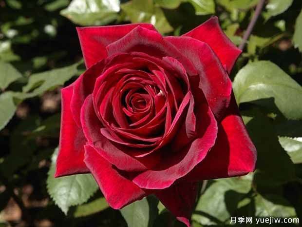 推薦15個黑色月季品種，高貴神秘有個性(圖4)