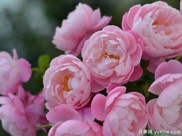 瓶插切花月季該如何選擇？讓玫瑰滿屋飄香(圖1)