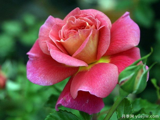 月季，玫瑰 ，薔薇，是同一種花嗎？有何不同(圖1)