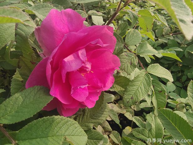 月季，玫瑰 ，薔薇，是同一種花嗎？有何不同(圖2)