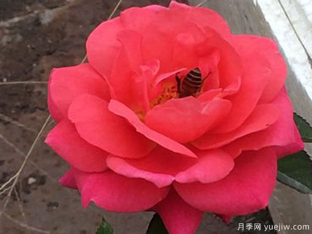 櫻桃陽(yáng)臺(tái)月季(圖1)