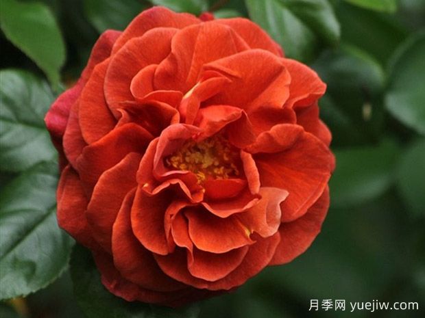 深扒月季間的親戚關(guān)系是怎樣的？(圖2)