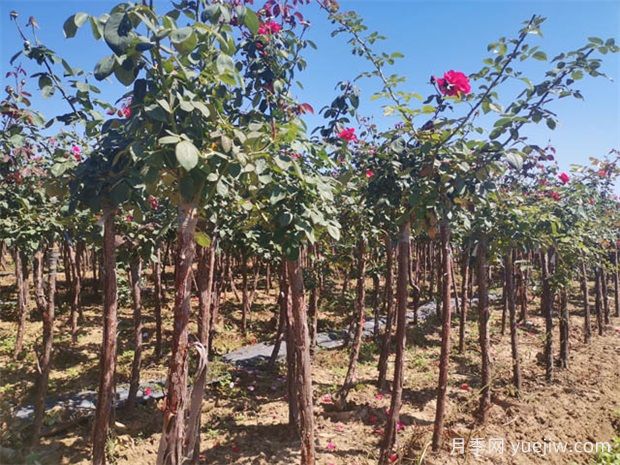 秋季花木移栽時間和注意措施有哪些？(圖1)