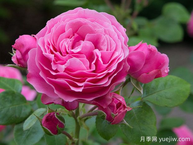 新手網(wǎng)紅花卉演值超高，也要曝光需要接受的缺點(diǎn)(圖1)