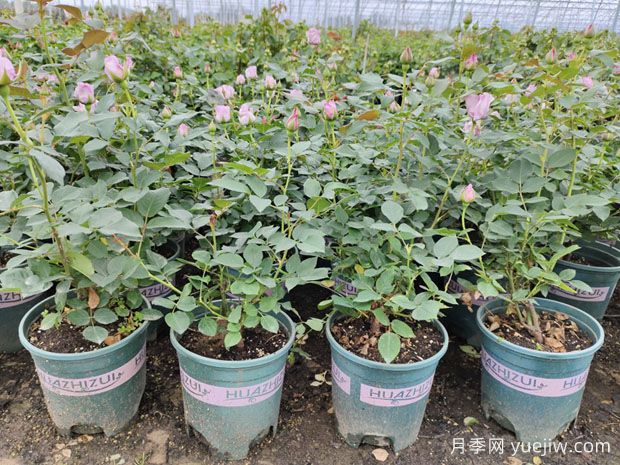 秋季修剪后做好這3個(gè)管理，月季秋花開(kāi)得好(圖1)