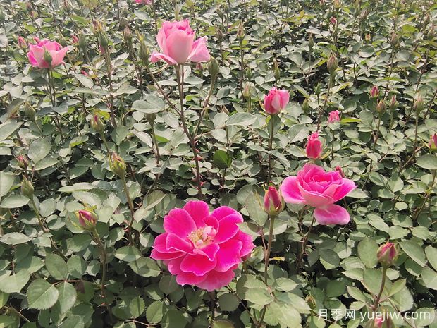 月季花是澆水死的嗎？掌握正確的澆水姿勢(圖1)