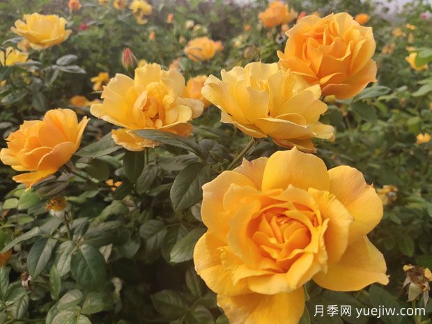 養(yǎng)殖月季的6個實用小技巧，輕松賞花(圖1)