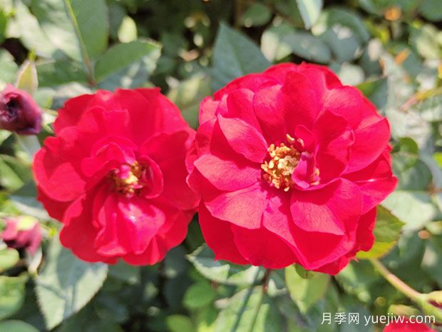推薦8款豐花月季品種介紹，花滿枝頭，園林應(yīng)用花量多(圖2)