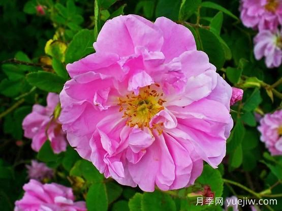 大馬士革玫瑰是玫瑰嗎？不是，甚至也不是月季！(圖1)