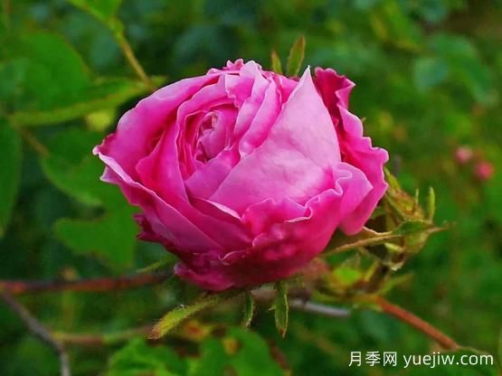 大馬士革玫瑰是玫瑰嗎？不是，甚至也不是月季！(圖3)