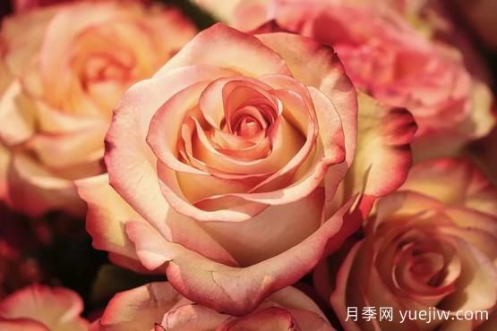 大馬士革玫瑰是玫瑰嗎？不是，甚至也不是月季！(圖2)
