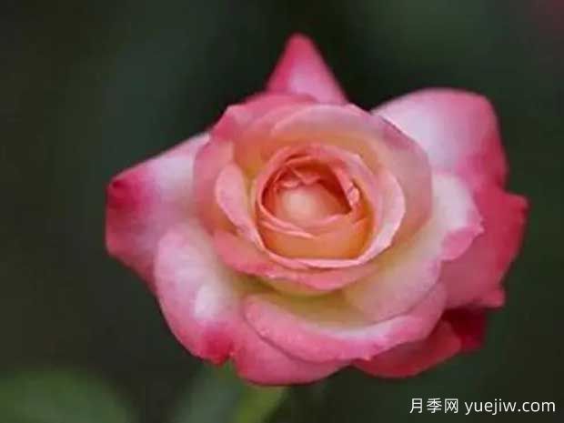 天國(guó)鐘聲月季的優(yōu)缺點(diǎn)是什么？(圖1)