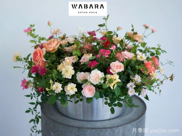 月季育種家：日本啟司玫瑰園(國(guó)枝啟司Keiji和Wabara)(圖1)