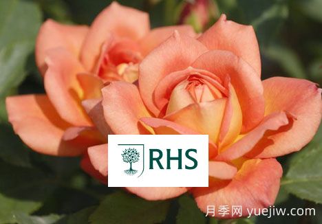 英國(guó)皇家園藝學(xué)會(huì)花園優(yōu)異獎(jiǎng)(RHS AGM)(圖1)