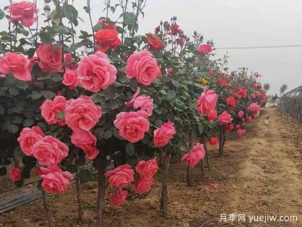 秋季苗木花卉移栽時(shí)節(jié)，養(yǎng)護(hù)管理要點(diǎn)分享(圖1)