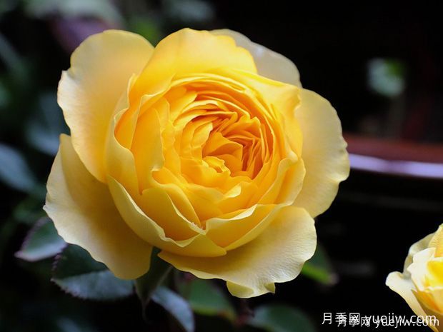 適合庭院的8種藤本月季，多季重復開花(圖2)