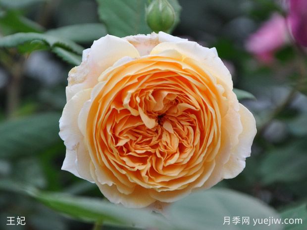 8種經(jīng)典灌木月季品種介紹，抗病開花能力都很棒(圖1)