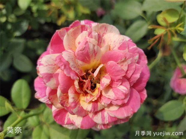 推薦十大勤花月季品種，一年四季花開不斷(圖2)