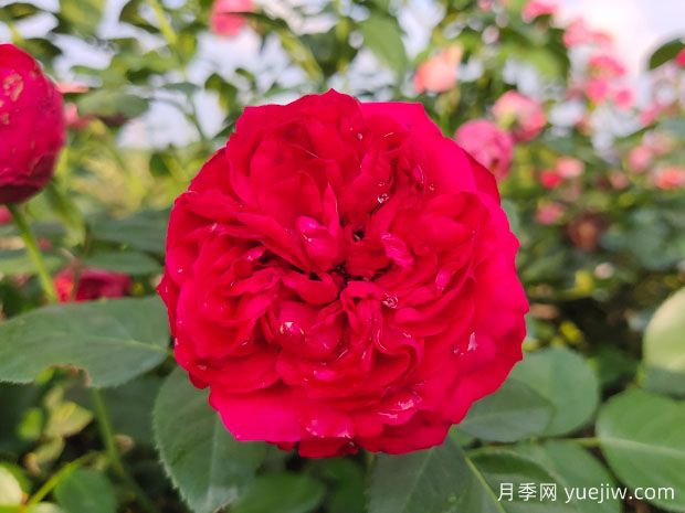月季的耐熱三寶，夏天隨便養(yǎng)，開(kāi)花時(shí)美到爆(圖2)