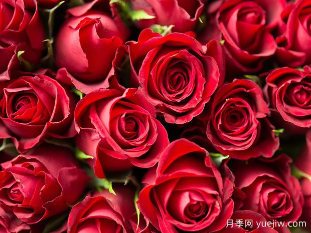 玫瑰花可以食用？八大妙用多種選擇(圖1)