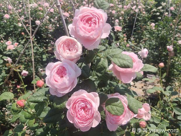 推薦15種超美的歐月月季任你選，開花多花量大(圖1)