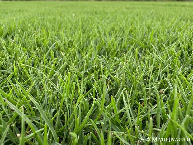 常見草坪種類分類、品種特性及應(yīng)用(圖1)