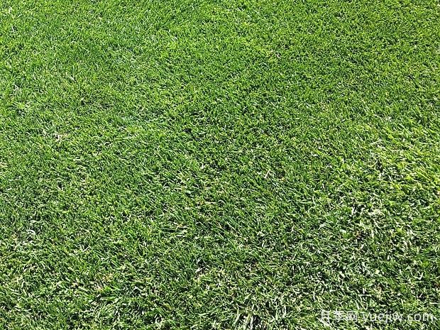 常見草坪種類分類、品種特性及應(yīng)用(圖2)