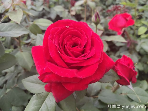原產(chǎn)中國的玫瑰花(月季花)，是如何成為美國國花的？(圖1)