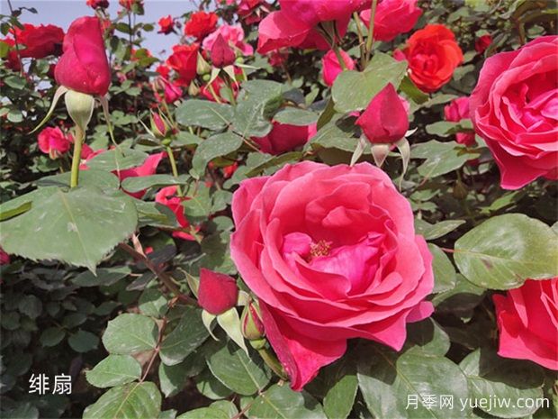 月季花開花季節(jié)有影響嗎？(圖1)