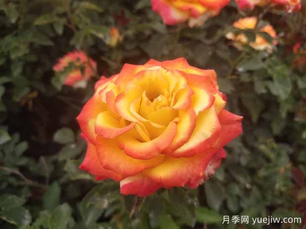 避免月季死亡，分享常見養(yǎng)護(hù)辦法(圖1)