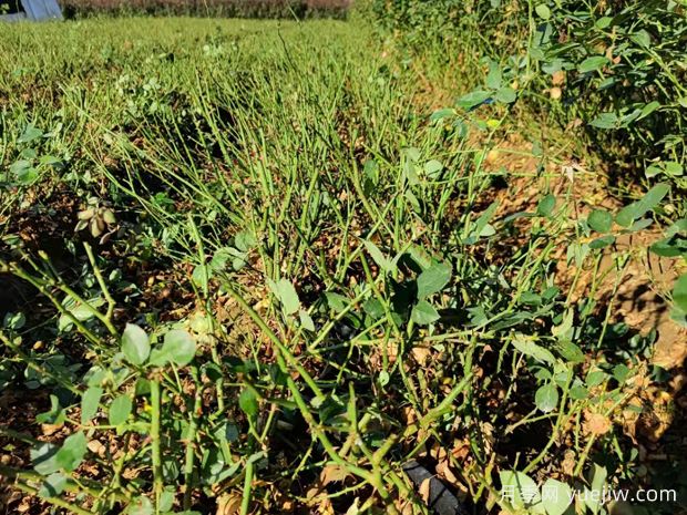 讓大花月季更加茂盛美麗，要學(xué)會修剪(圖1)