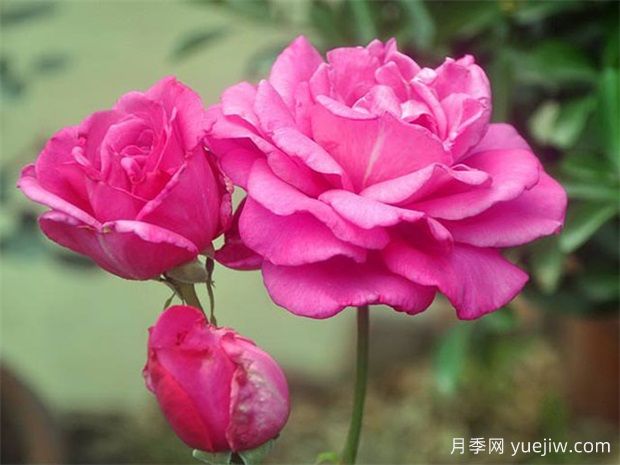 影響大花月季開花時間的因素喲哪些？(圖1)