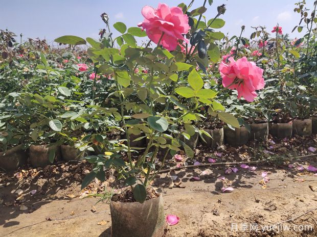 想要大花月季常年開花？需避免這些養(yǎng)殖誤區(qū)！(圖1)