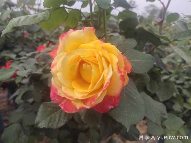 月季養(yǎng)護(hù)6要素，學(xué)會(huì)了輕松養(yǎng)爆盆！(圖1)
