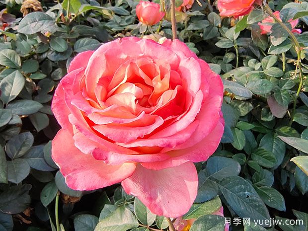 如何摘除月季枯花？(圖1)