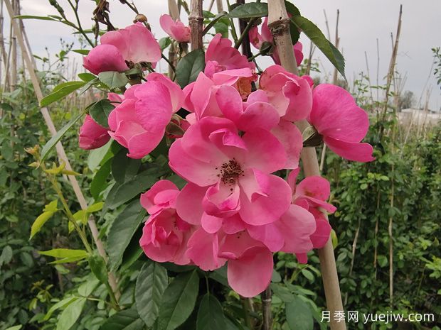 入冬后月季花怎么養(yǎng)？月季花如何才能開爆花？(圖1)