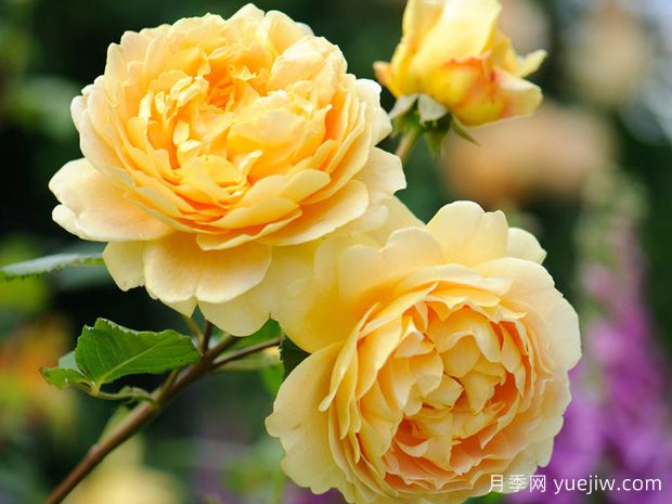 10款?yuàn)W斯汀月季以濃香聞名，細(xì)嗅不同花香(圖2)