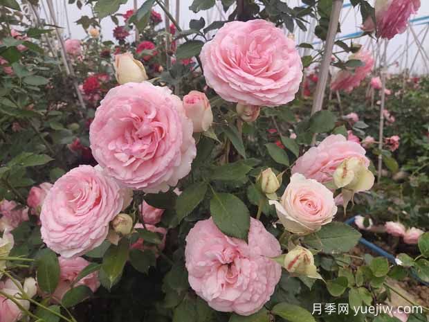 春夏秋冬養(yǎng)月季，方法不相同，掌握后開(kāi)花量翻倍(圖1)