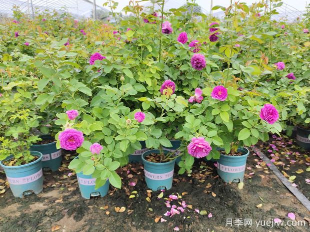 為什么椰磚種月季容易死？防范措施是什么？(圖1)