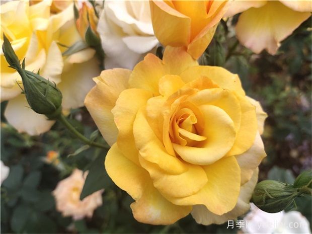 月季花有什么澆水技巧？如何澆水使月季苗茁壯生長？(圖1)