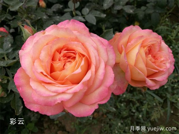 月季專業(yè)知識(shí)，分類/花型/花色/花香(圖1)