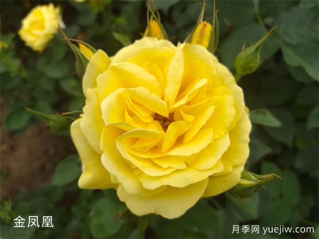黃色系16種月季，明亮像太陽，耀眼如黃金(圖1)