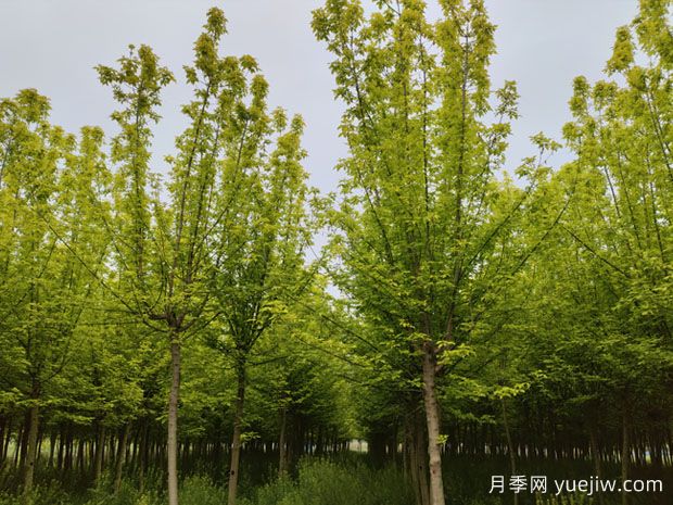 金葉復葉槭的特點、園林用途、管理養(yǎng)護(圖1)