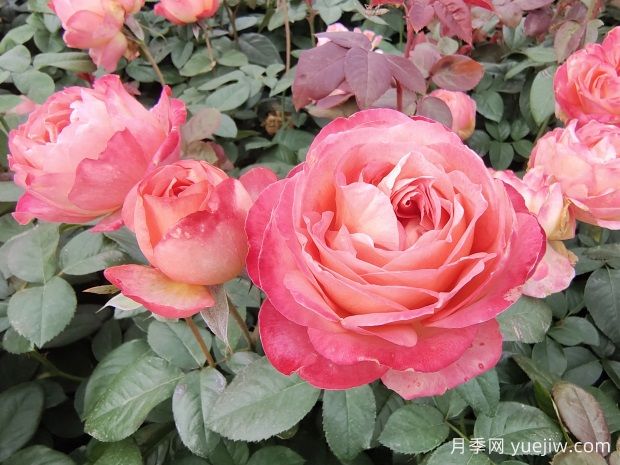 怎樣養(yǎng)好月季花？養(yǎng)殖方法及注意事項(xiàng)篇(圖1)