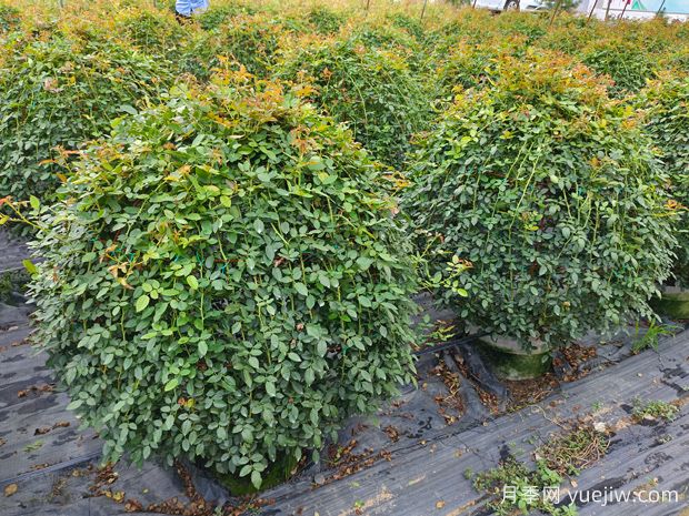 月季花球造型驚艷，風靡園林綠化(圖1)