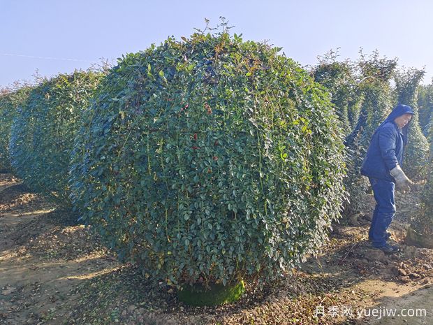 月季花球造型驚艷，風靡園林綠化(圖2)