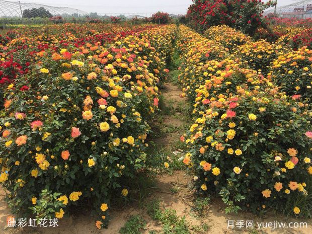 月季花球造型驚艷，風靡園林綠化(圖3)